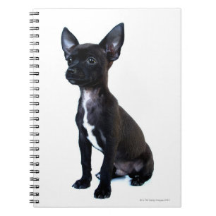 Carnet Chihuahua noir