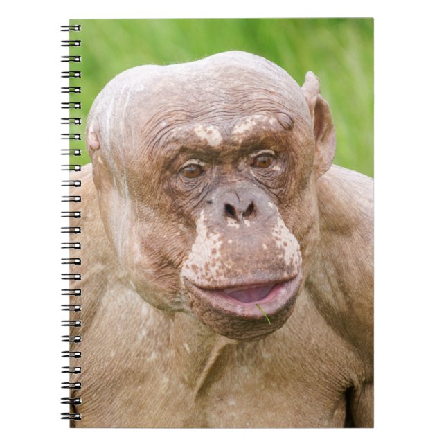 Carnet Chimpanzé sans cheveux (Devant)