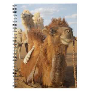 Carnet Chine, Mongolie intérieure, désert de Badain Jaran