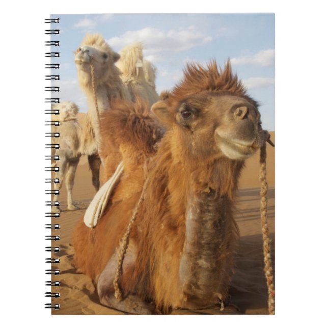 Carnet Chine, Mongolie intérieure, désert de Badain Jaran (Devant)