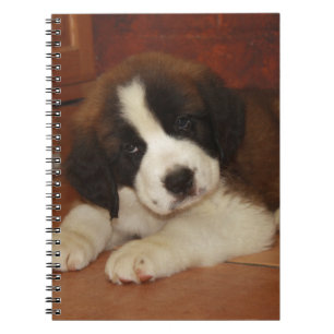 Carnet Chiot adorable et doux de St Bernard