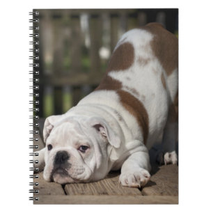 Carnet Chiot anglais de bouledogue