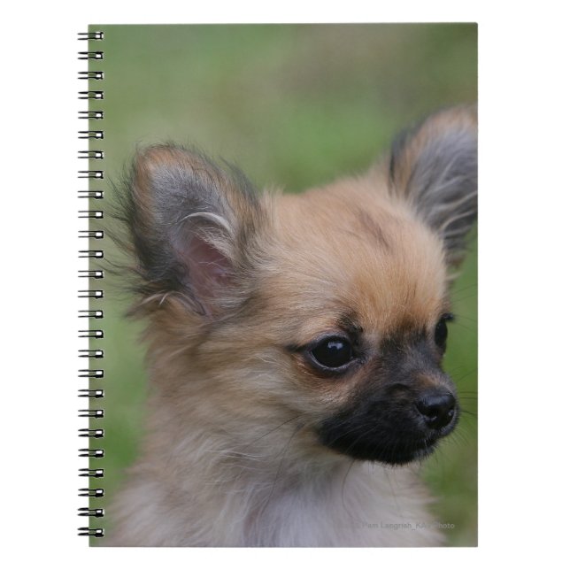 Carnet Chiot aux cheveux longs de chiwawa regardant (Devant)