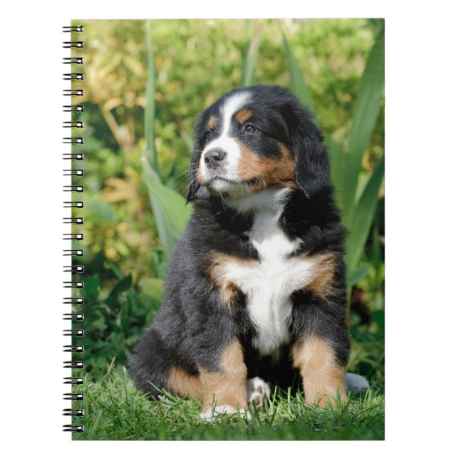 Carnet Chiot bernois (Devant)