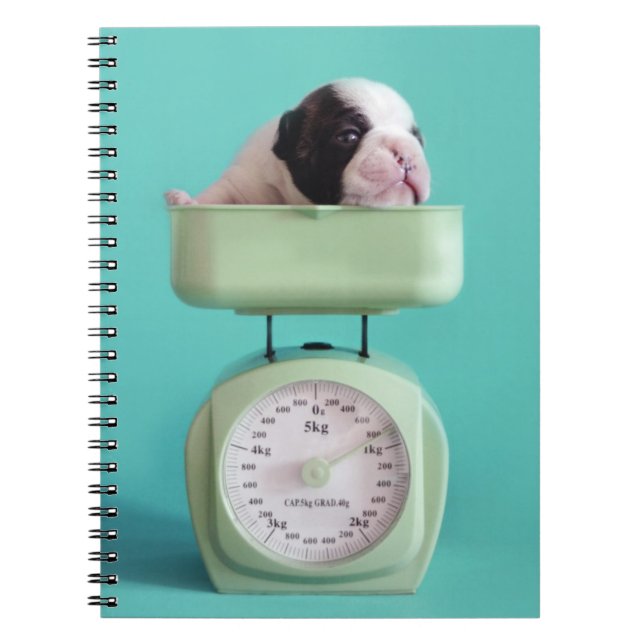 Carnet Chiot de bouledogue français (Devant)
