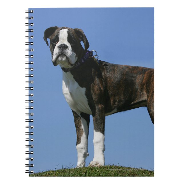 Carnet Chiot de boxeur de bébé de 3 mois (Devant)