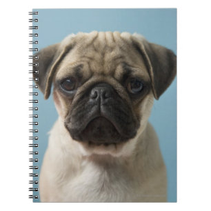 Carnet Chiot de carlin