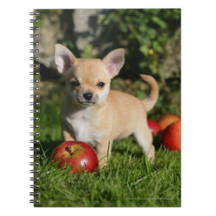 Carnet Chiot de chiwawa avec des pommes