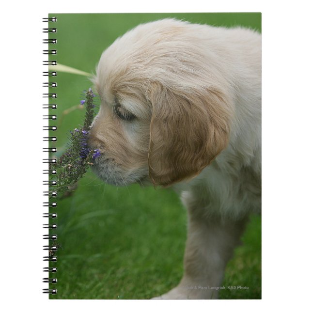 Carnet Chiot de golden retriever (Devant)