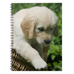 Carnet Chiot de golden retriever dans le panier