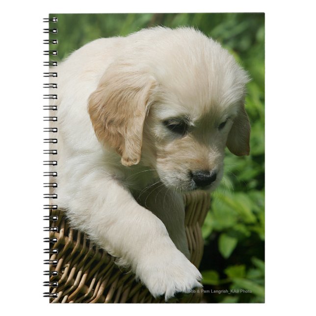 Carnet Chiot de golden retriever dans le panier (Devant)