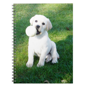 Carnet Chiot de laboratoire jaune