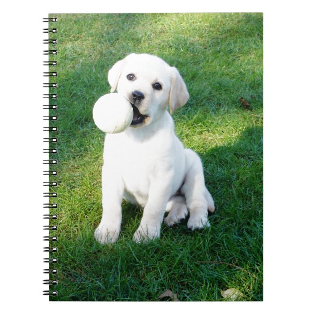 Carnet Chiot de laboratoire jaune (Devant)