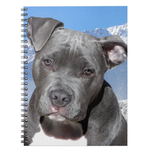 Carnet Chiot de Pitbull Terrier d'Américain (Devant)