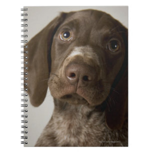 Carnet Chiot de poing germanique à courte aile
