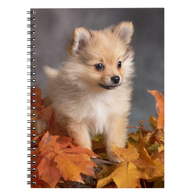 Carnet Chiot de Poméranie avec feuilles d'automne Spiral (Devant)