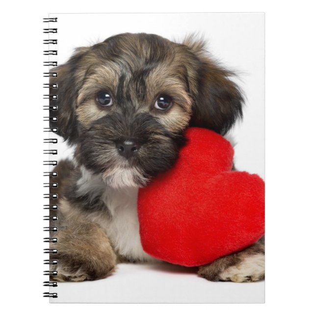 Carnet Chiot de Valentine Havanese d'amant (Devant)