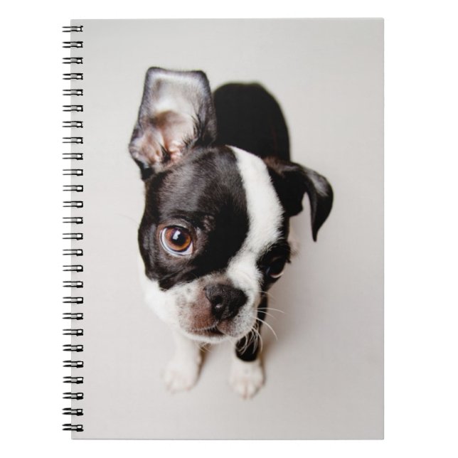 Carnet Chiot d'Edison Boston Terrier (Devant)