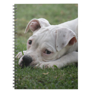 Carnet Chiot doux de boxeur