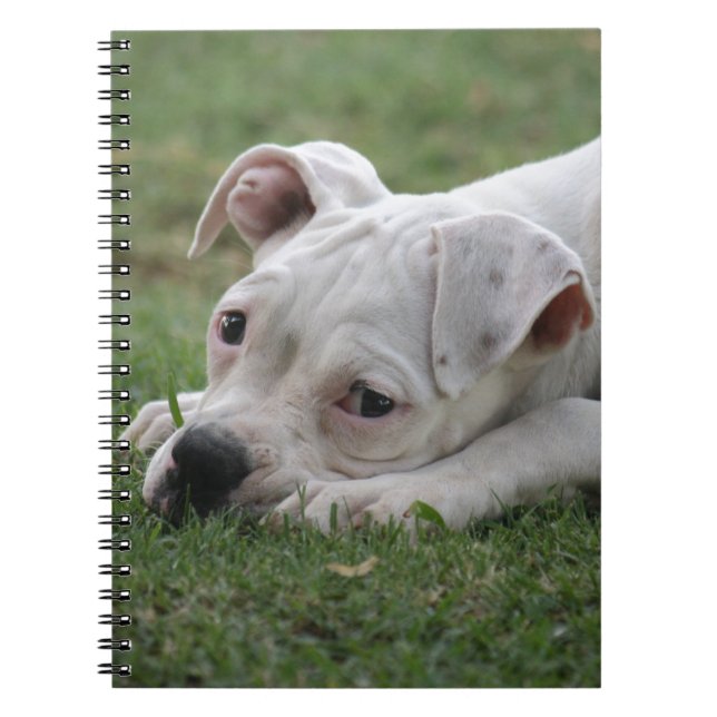 Carnet Chiot doux de boxeur (Devant)
