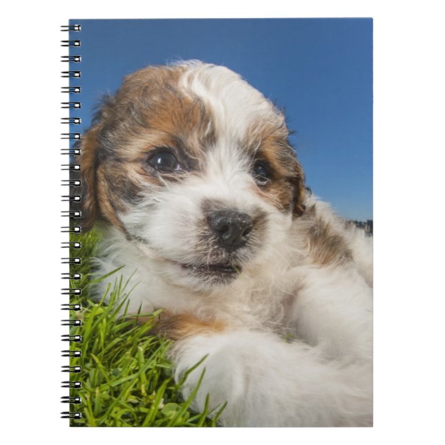 Carnet Chiot mignon (Shitzu) (Devant)