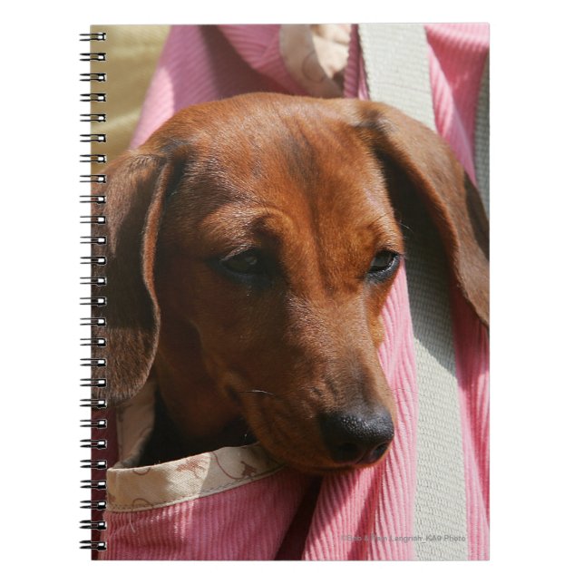 Carnet chiot miniature Lisse-haired de teckel (Devant)