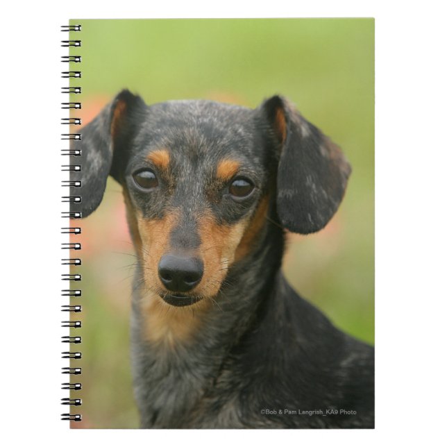 Carnet chiot miniature Lisse-haired de teckel regardant (Devant)