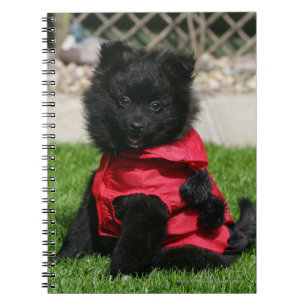 Carnet Chiot noir de Pomeranian regardant