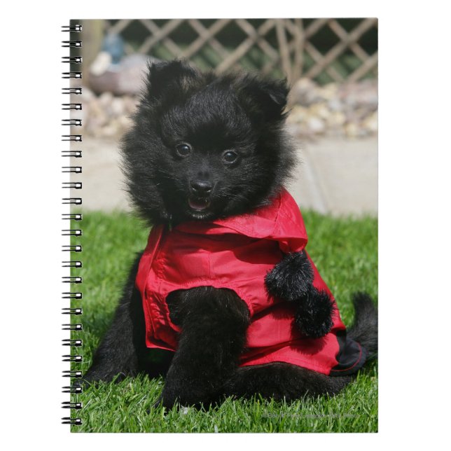 Carnet Chiot noir de Pomeranian regardant (Devant)