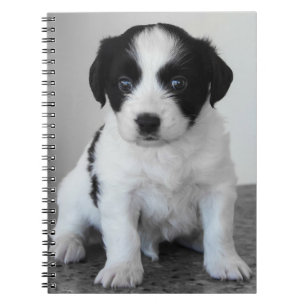 Carnet Chiot noir et blanc adorable