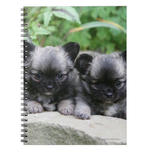 Carnet Chiots aux cheveux longs de chiwawa (Devant)