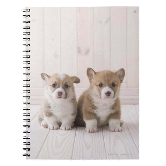 Carnet Chiots de corgi de Gallois (Devant)