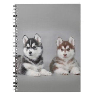 Carnet Chiots husky sibériens