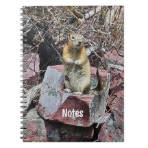 Chipmunk dans le parc national des Glaciers Photo
