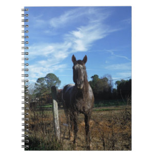 Carnet Chocolat au lait Cheval Brown en bleu
