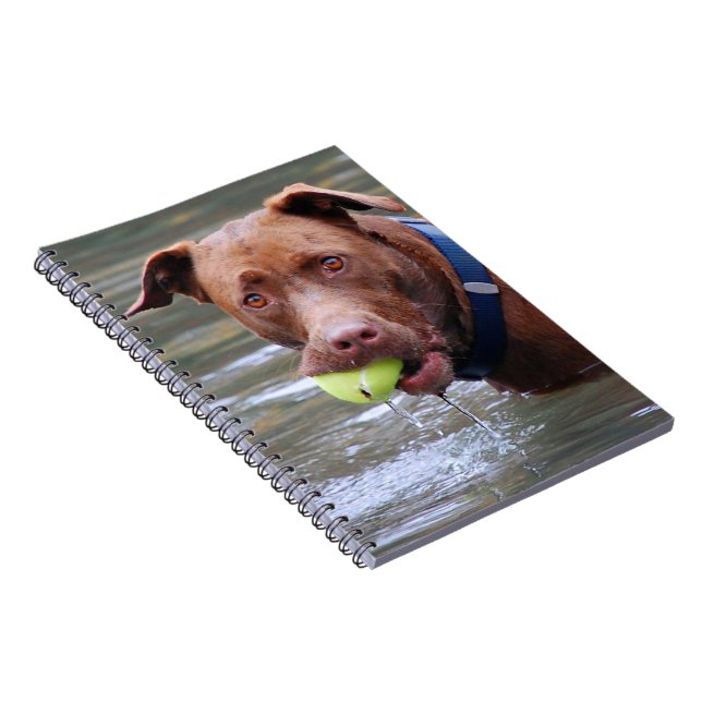 Carnet Chocolat Lab Pit Mélanger Chien Avec Boule (Côté Droit)