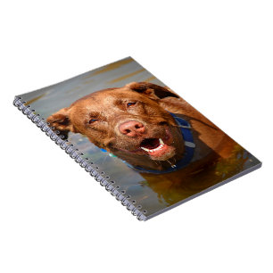 Carnet Chocolat Lab Pit Mix Chien Souriant