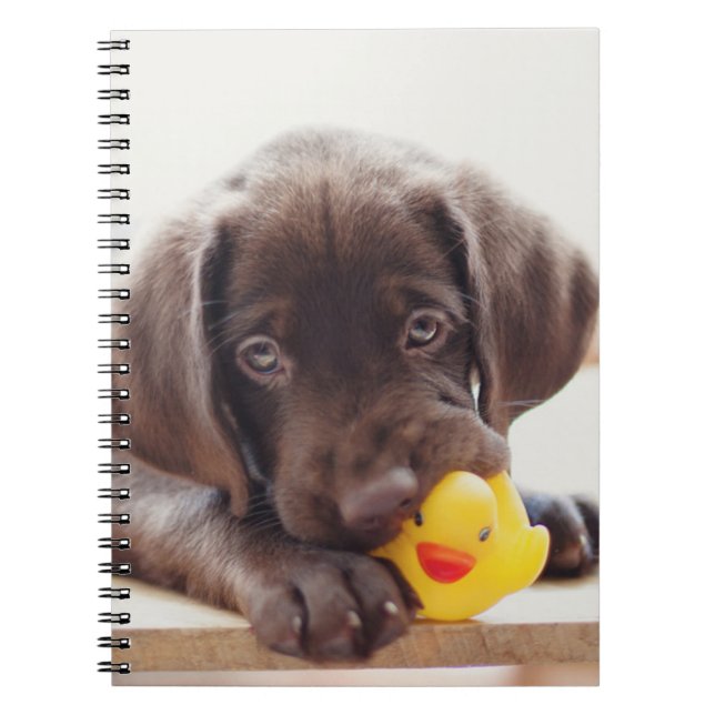 Carnet Chocolat Labrador Chiot Avec Canard De Jouet (Devant)