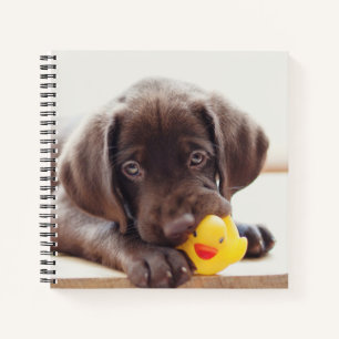 Carnet Chocolat Labrador Chiot Avec Canard De Jouet