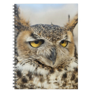 Carnet Chouette à cornes (Bubo virginianus)
