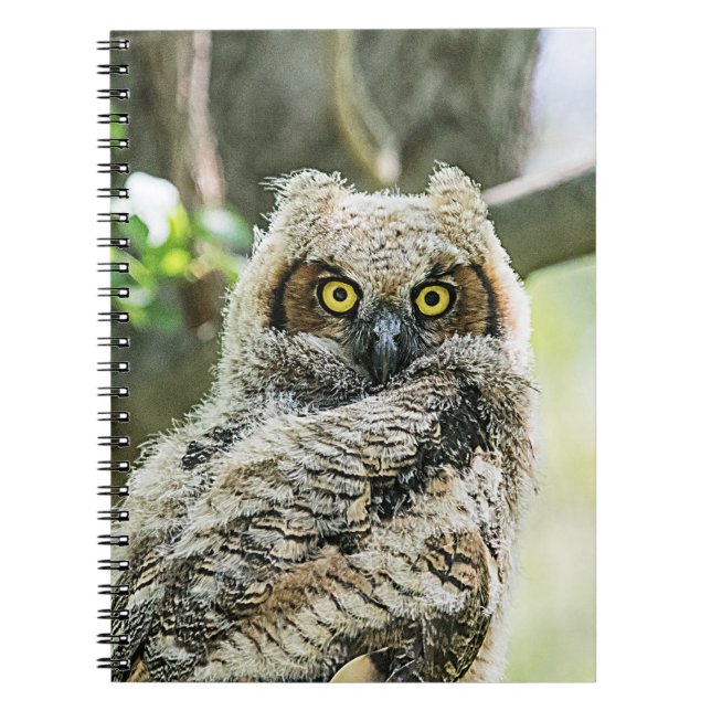 Carnet Chouette à grande corne (Devant)