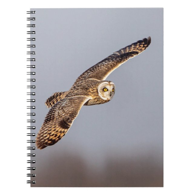 Carnet Chouette à oreilles courtes dans les Prairies de S (Devant)