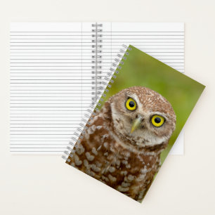 Carnet Chouette bractée