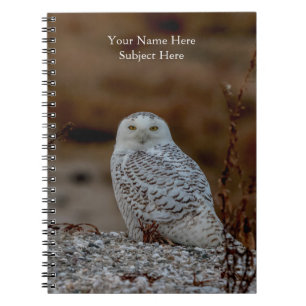 Carnet Chouette neige assise sur un rocher
