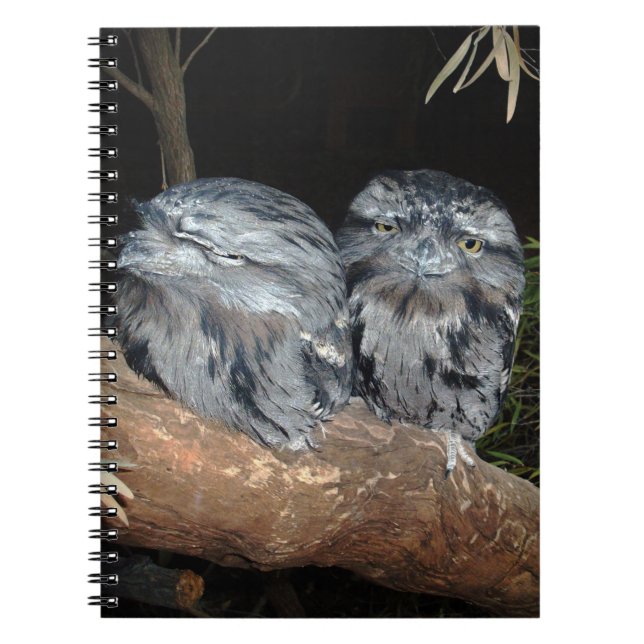Carnet Chouettes-Frogmouth endormies, (Devant)
