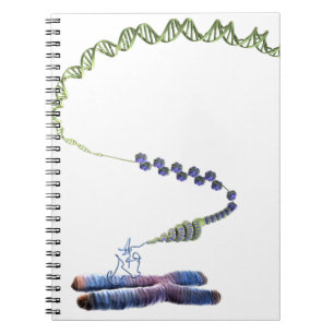 Carnet Chromatine