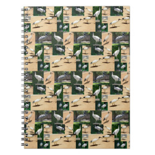 Carnet Chroniques de poulets dans les poules : un collage