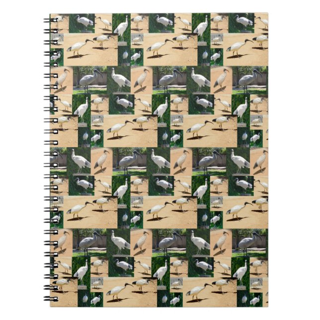 Carnet Chroniques de poulets dans les poules : un collage (Devant)