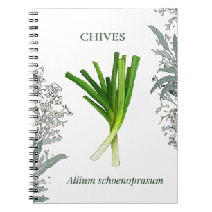 Carnet Ciboulette — Allium schoenoprasum