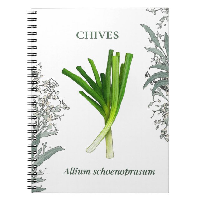 Carnet Ciboulette — Allium schoenoprasum (Devant)